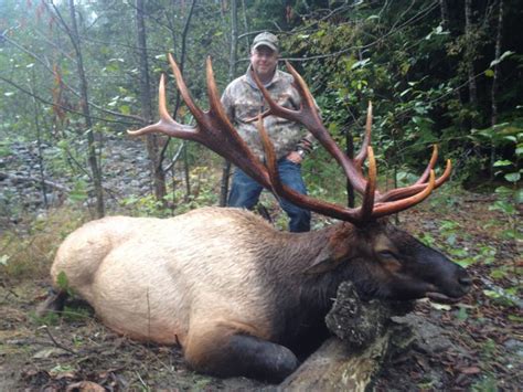 Roosevelt Elk Hunting British Columbia Outdoors International