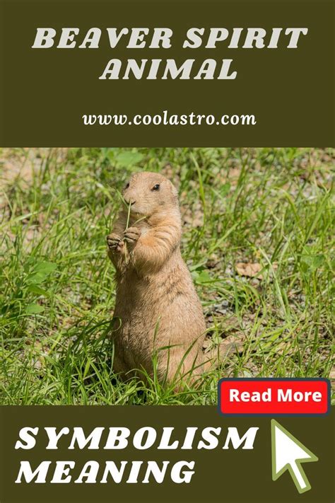 Click Here To Know About Beaver Spirit Animal We Have Explained