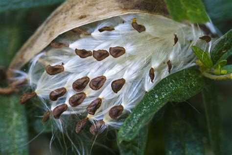Eagle creek seed potatoes box 70 bowden ab t0m 0k0 phone: File:Milkweed Follicle releasing its Seeds.jpg