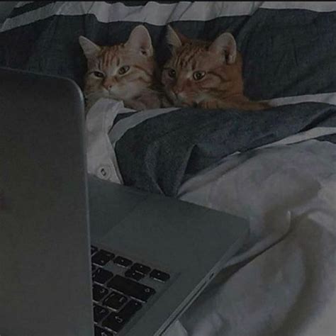 Cats Cuddling Together Cats In Bed Cats Watching Movie Grunge Cats