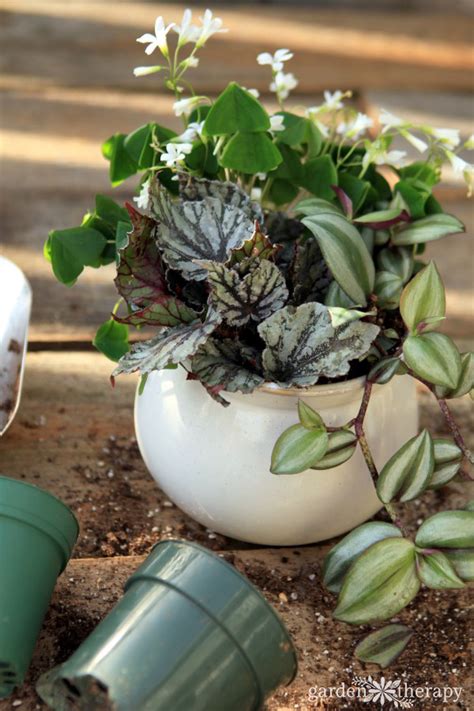 Use hydrogen peroxide to kill fungus gnats Prevent and Get Rid of Annoying Fungus Gnats, Naturally ...