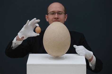 World S Largest Egg Up For Sale In UK