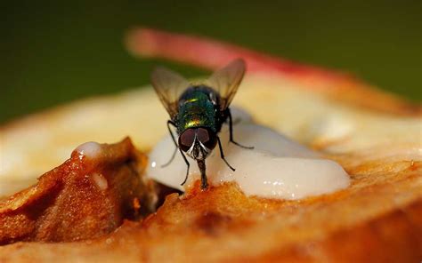 Fly Landing On Food Have Health Risks According To Experts Pest