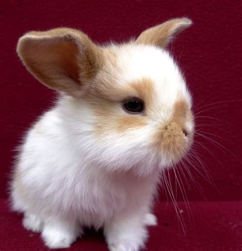 Really Cute Baby Bunnies For Sale Cute Bunny Pictures Cute Baby