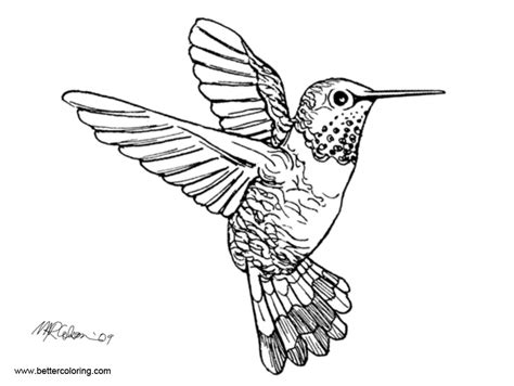 Realistic Hummingbird Coloirng Pages Free Printable Coloring Pages