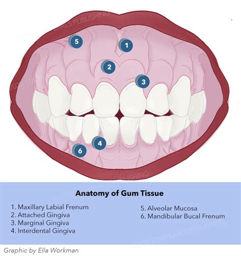 Figure Anatomy Of Gum Tissue Graphic By Ella Workman Statpearls
