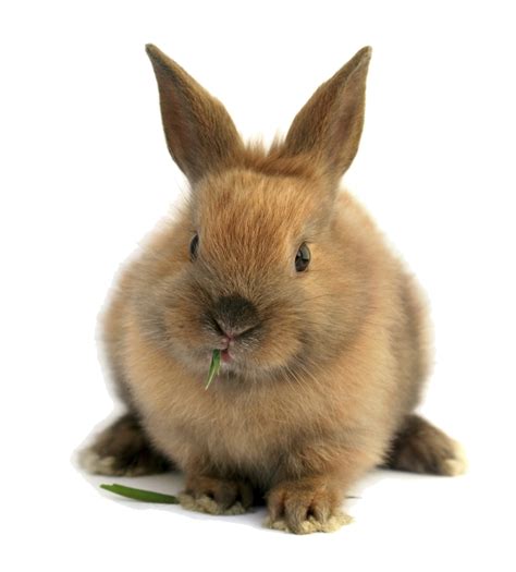 Rabbit Face Png