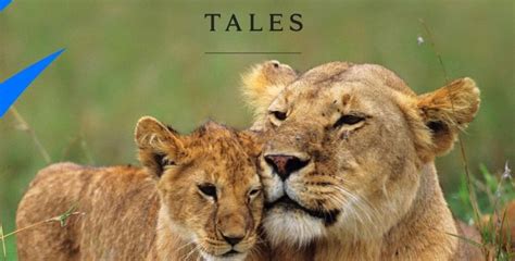 Big Cat Tales Renewed For Season 2 By Animal Planet Cancelled Shows