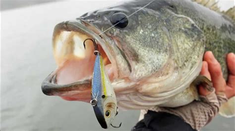 More images for how to use fishing lures » Search Baits for Clear Water Bass Fishing - How to Catch ...