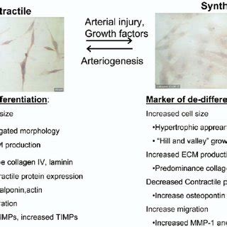 Skeletal muscle moves bones and other structures. Rapamycin induces vascular smooth muscle cell (VSMC) contractile... | Download Scientific Diagram