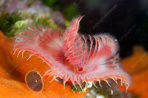 Tube Worm Stock Image C0316817 Science Photo Library