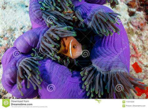 Clownfish Anemonefish Hiding In Giant Fluorescent Purple Sea Anemone