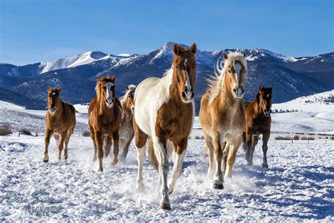 Horses In Snow Colorado A Photo On Flickriver
