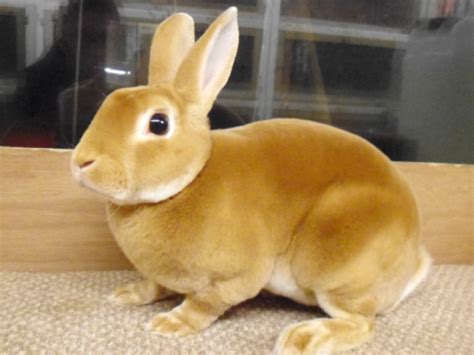 7 Facts About Mini Rex Rabbits Rabbit Breeders