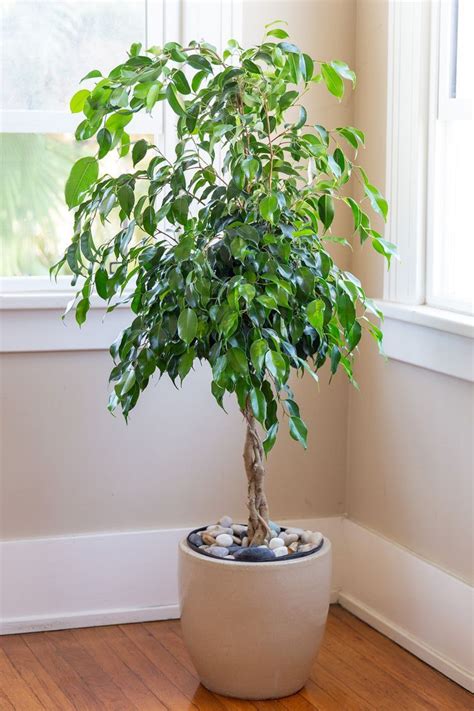 This Is How To Grow And Care For Healthy Ficus Trees Ficus Tree