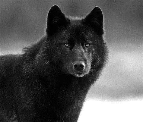 Black Wolf Face Wallpapers Black Wolf Face Wallpapers See More