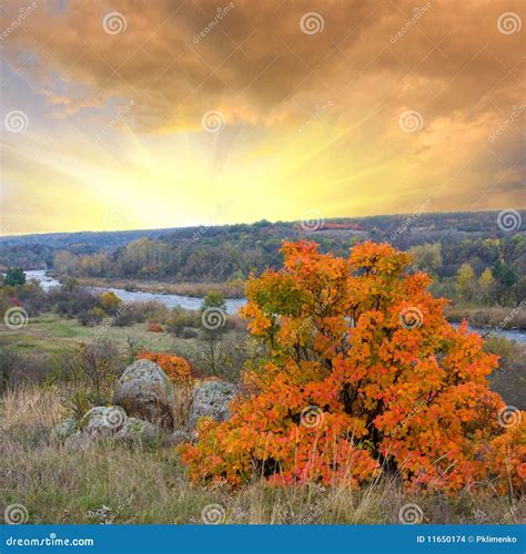 Bright Autumn Tree On Red Sunset Background Stock Photo Image Of Dark