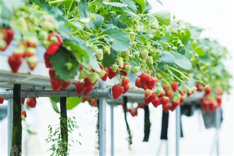 Which Hydroponics System Is Best For Strawberries The Hydroponics Guru