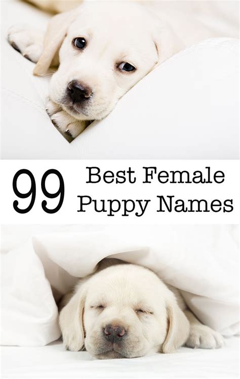 Best Female Dog Breeds Dopi