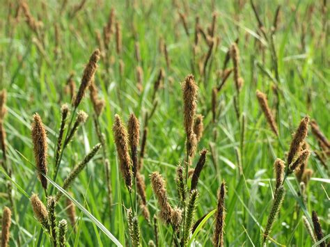 Anleitung und tipps zur pflege. Allergiker aufgepasst: Wann blüht was?