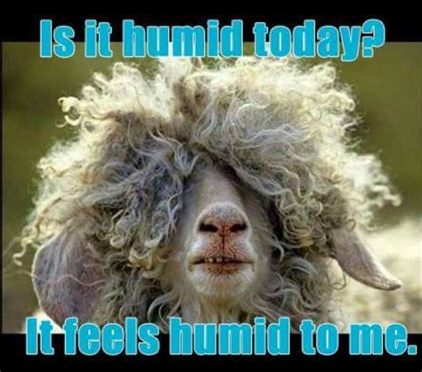 Humid Hair Funny Funny Sheep Funny Animal Pictures Hair Humor
