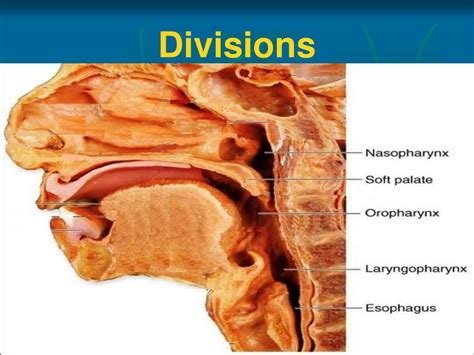 Ppt Anatomy Of Oral Cavity Pharynx Oesophagus Powerpoint