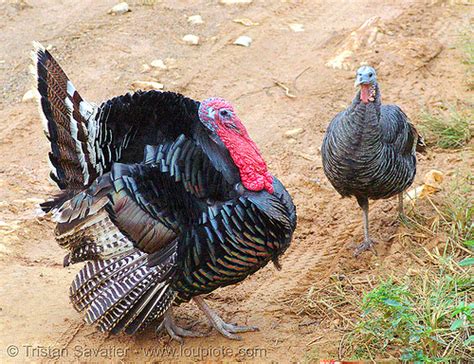 Turkey Birds Couple Male And Female