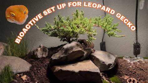 Bioactive Set Up For Leopard Gecko Youtube