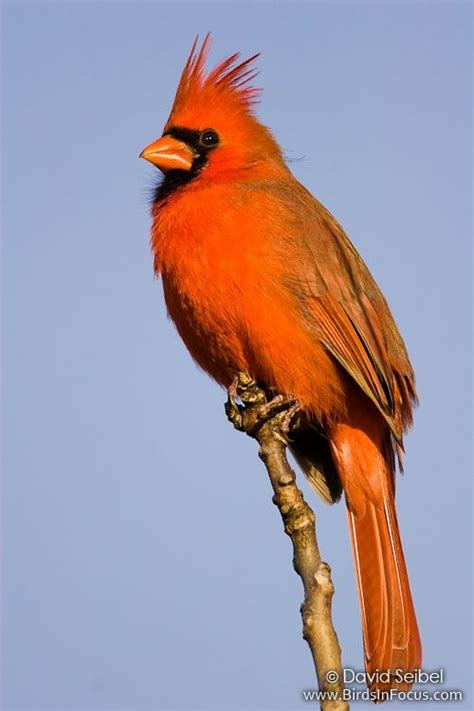Northern Cardinal Northern Cardinal Cardinal Bird Watching