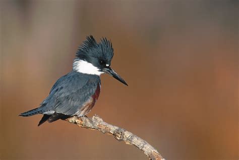 Birds As Art Bulletins And Notes Archives