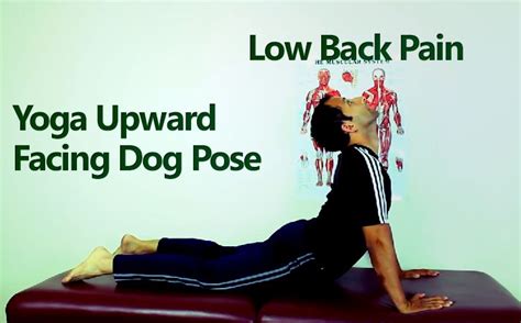 Low Back Pain Yoga Upward Facing Dog Protect Your Low