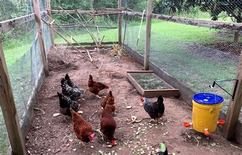 Raising Backyard Chickens Community Blogs