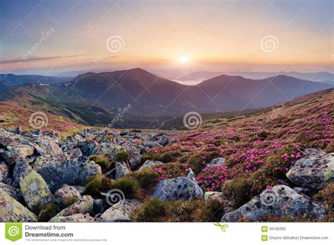 Beautiful Mountain Landscape With Blossoming Rhododendron Flower Stock