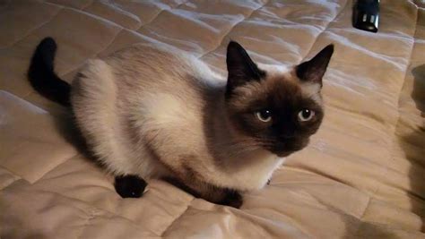 They speak both with their voice and with their body. Siamese Cats For Sale | Perry, MI #267329 | Petzlover