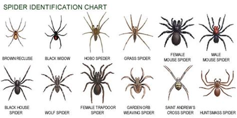 Need Help Identifying A Spider Pic Page 2