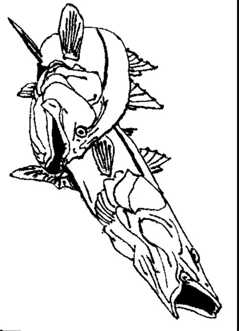 Snook Coloring Pages