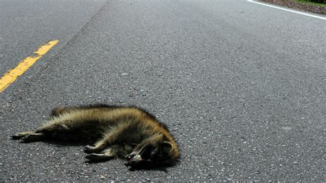 Dead Animals In The Road Who Do You Call