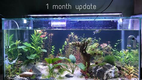 1 Month Update Step By Step First Time Aquascape Diy Co2 11