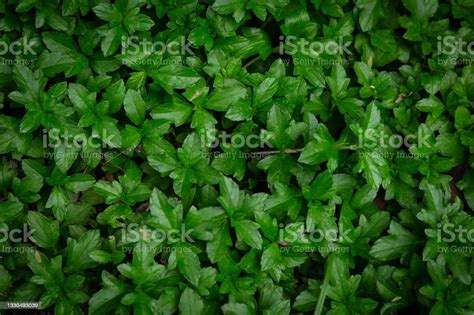 Dark Green Ground Cover Plants For Background Stock Photo Download