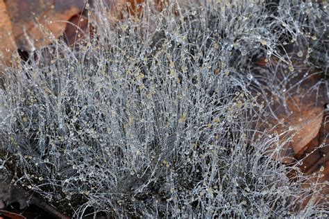 Nahubysk Fotografia Pleseň Ostnatá Mucor Plumbeus Bonord