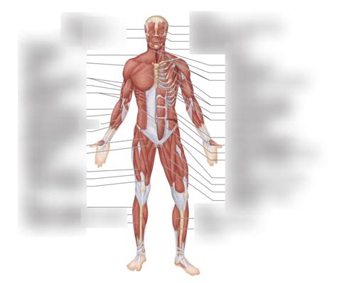 Major Anterior Skeletal Muscles Pt 5 Diagram Quizlet