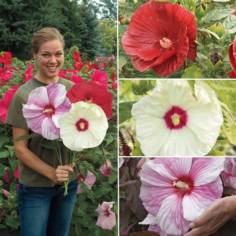 Giant Rose Mallow Flower Seeds Hibiscus Plant Hibiscus Flower
