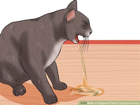Other conditions that can mimic the symptoms of feline colon cancer include gastric blockage, viral, bacterial and fungal infection, colitis and parasitic infestation. How to Diagnose Feline Lymphosarcoma: 10 Steps (with Pictures)