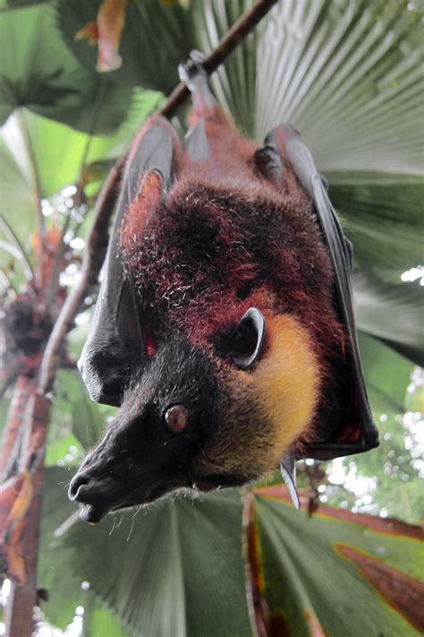 Giant Golden Crowned Flying Fox Wikipedia