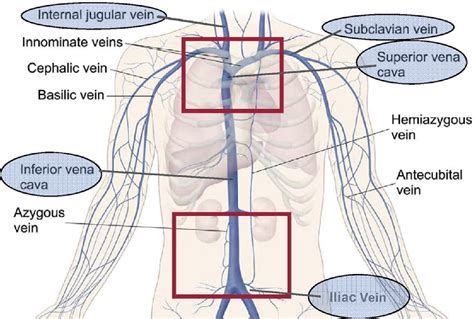 Anatomy Of The Venous System Shows Central Veins In The Upper And Lower
