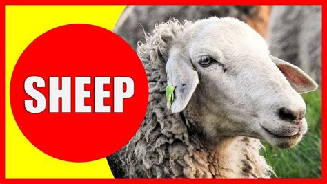 Sheep Videos For Kids Facts About Sheep For Children