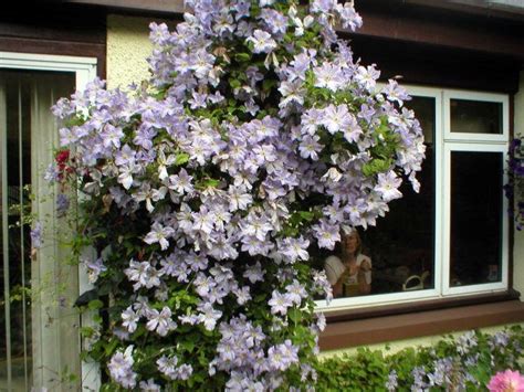 Clematis pruning group blue angel. Clematis Blue Angel | Flowers | Pinterest | Clematis, Blue ...