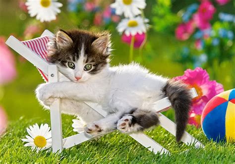 Resting Kitty Pretty Colorful Grass Fluffy Bonito Adorable Sweet