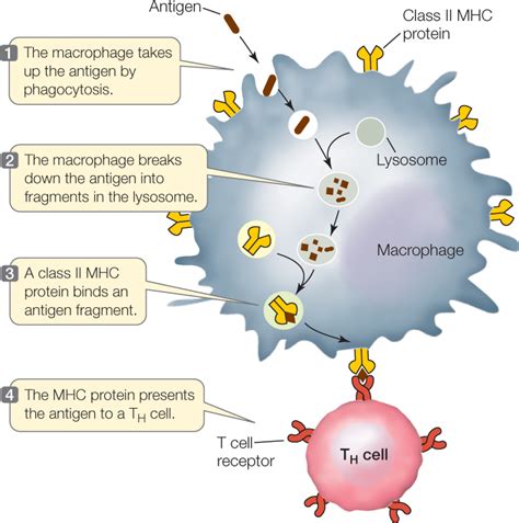 Antigen Presenting Cell Types