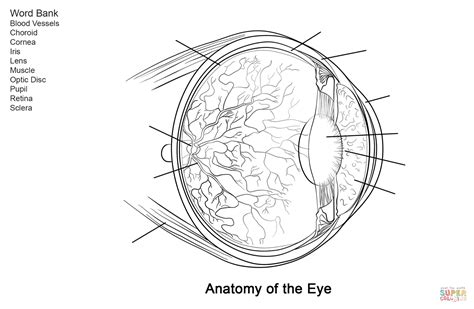 Eye Anatomy Coloring Page